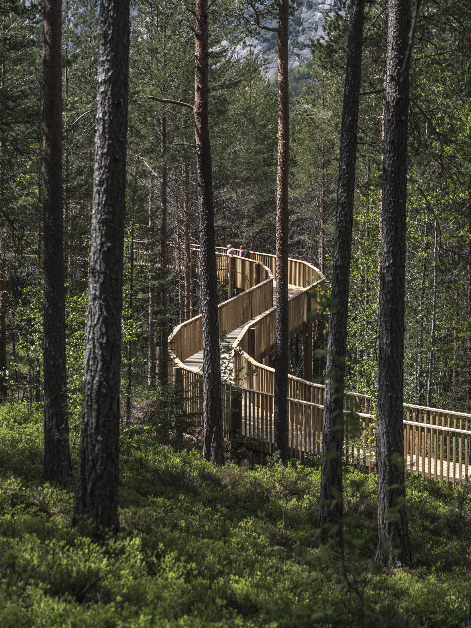 EFFEKT's treetop walkway across the Fyrsedal pine forest in southern Norway. Image: Rasmus Hjortshøj